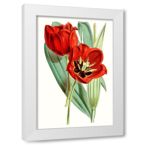 Curtis Tulips V White Modern Wood Framed Art Print by Curtis