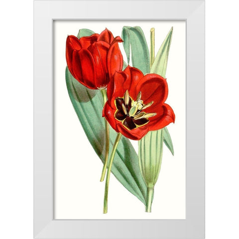 Curtis Tulips V White Modern Wood Framed Art Print by Curtis