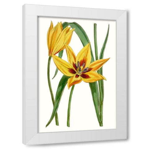 Curtis Tulips VI White Modern Wood Framed Art Print by Curtis