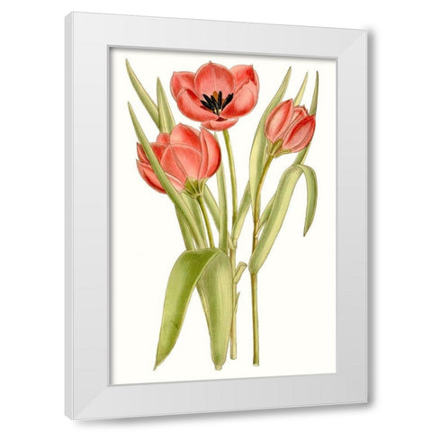 Curtis Tulips VII White Modern Wood Framed Art Print by Curtis