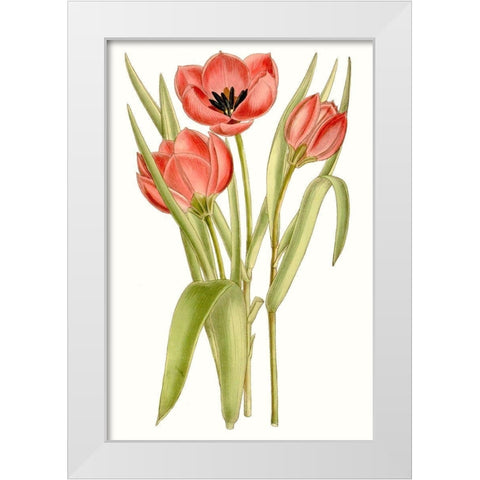 Curtis Tulips VII White Modern Wood Framed Art Print by Curtis