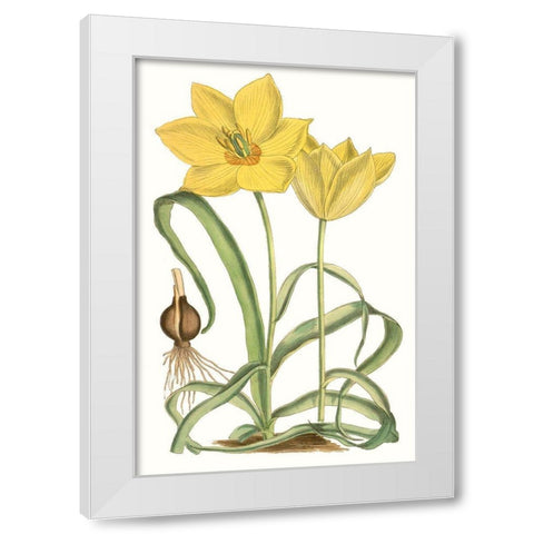 Curtis Tulips VIII White Modern Wood Framed Art Print by Curtis