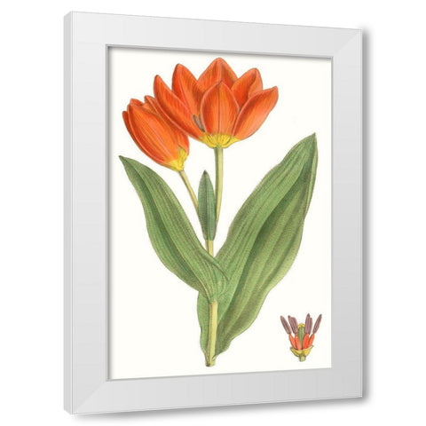Curtis Tulips IX White Modern Wood Framed Art Print by Curtis