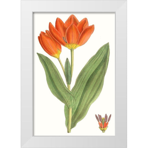 Curtis Tulips IX White Modern Wood Framed Art Print by Curtis