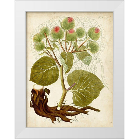 Horticultural Specimen V White Modern Wood Framed Art Print by Unknown