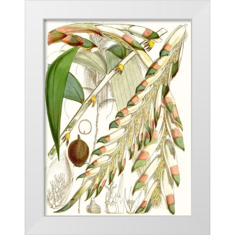 Tropical Variety I White Modern Wood Framed Art Print by Curtis