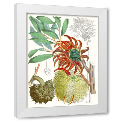 Tropical Variety IV White Modern Wood Framed Art Print by Curtis