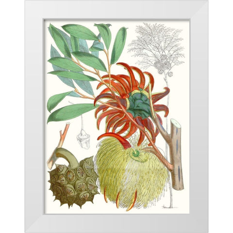 Tropical Variety IV White Modern Wood Framed Art Print by Curtis