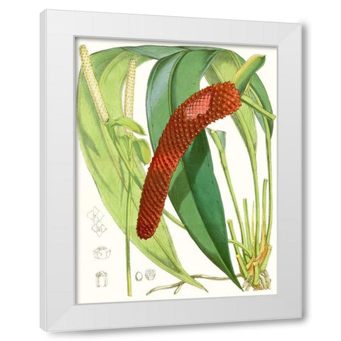 Tropical Variety V White Modern Wood Framed Art Print by Curtis