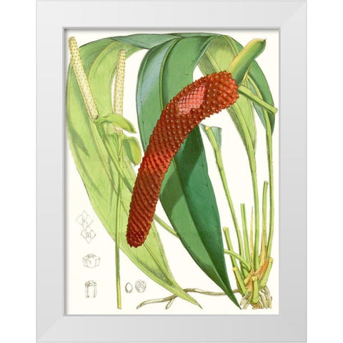 Tropical Variety V White Modern Wood Framed Art Print by Curtis