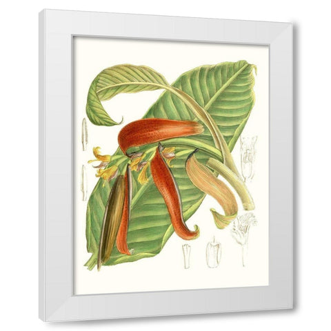 Tropical Variety VIII White Modern Wood Framed Art Print by Curtis