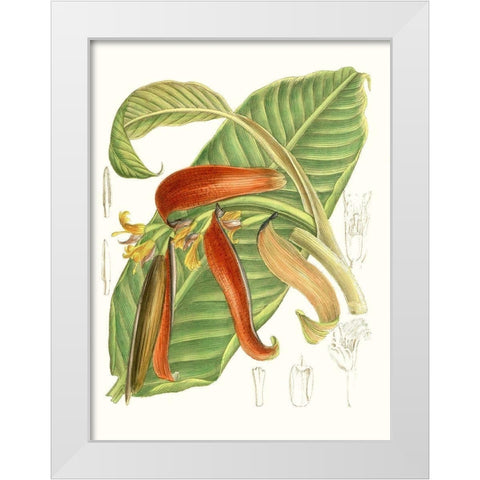 Tropical Variety VIII White Modern Wood Framed Art Print by Curtis
