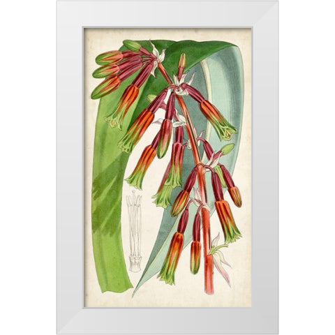 Tropical Gems I White Modern Wood Framed Art Print by Curtis