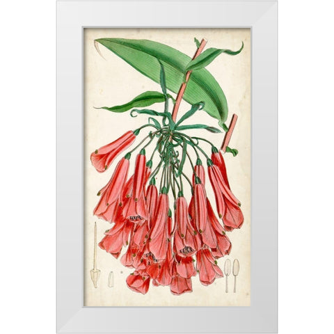 Tropical Gems II White Modern Wood Framed Art Print by Curtis