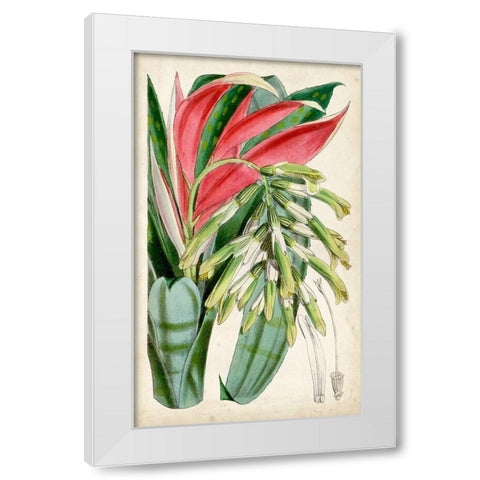 Tropical Gems III White Modern Wood Framed Art Print by Curtis