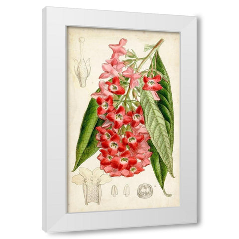 Tropical Gems IV White Modern Wood Framed Art Print by Curtis