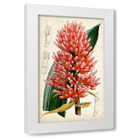 Tropical Gems V White Modern Wood Framed Art Print by Curtis