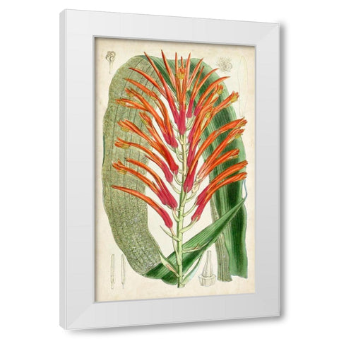 Tropical Gems VI White Modern Wood Framed Art Print by Curtis