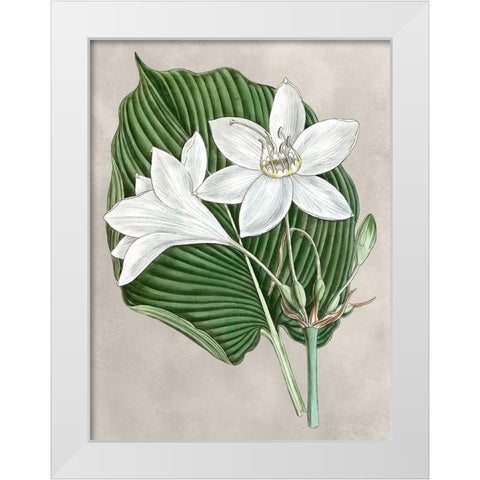 Alabaster Blooms III White Modern Wood Framed Art Print by Curtis