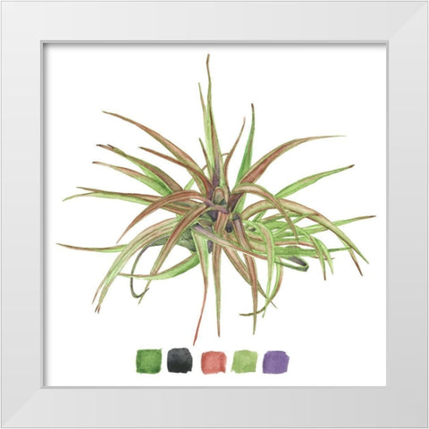 Air Plant Study II White Modern Wood Framed Art Print by Wang, Melissa