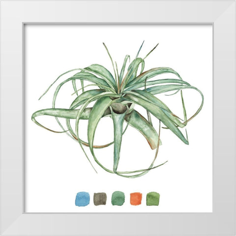 Air Plant Study III White Modern Wood Framed Art Print by Wang, Melissa