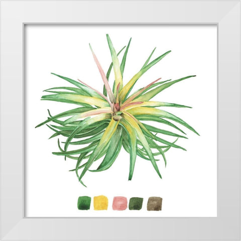 Air Plant Study IV White Modern Wood Framed Art Print by Wang, Melissa