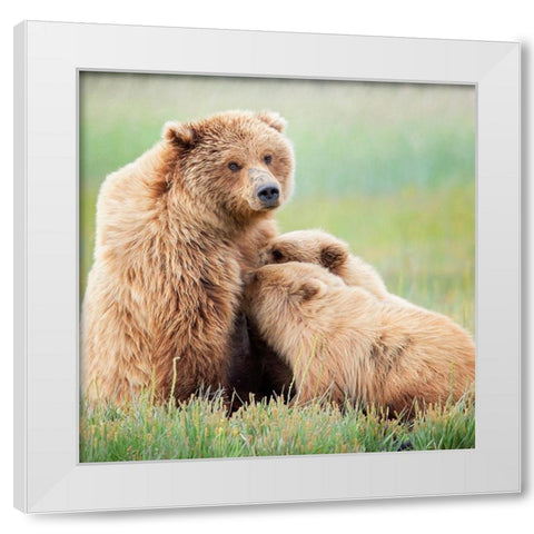Bear Life II White Modern Wood Framed Art Print by PHBurchett