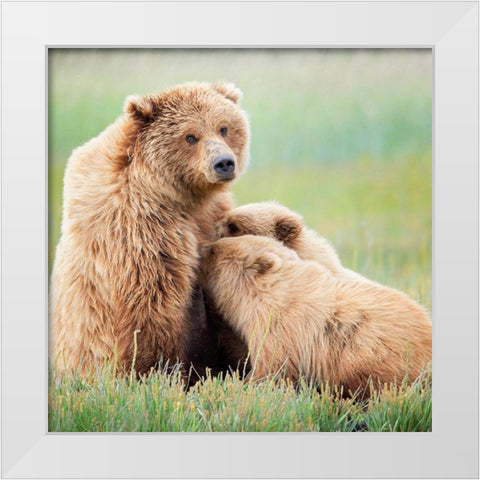 Bear Life II White Modern Wood Framed Art Print by PHBurchett