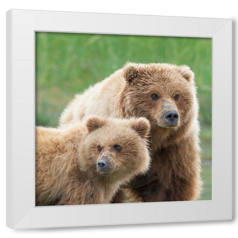 Bear Life III White Modern Wood Framed Art Print by PHBurchett