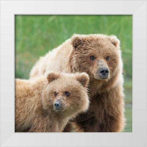 Bear Life III White Modern Wood Framed Art Print by PHBurchett