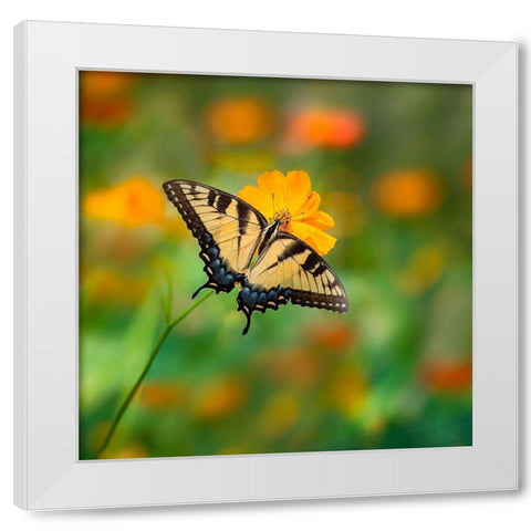 Butterfly Portrait I White Modern Wood Framed Art Print by PHBurchett