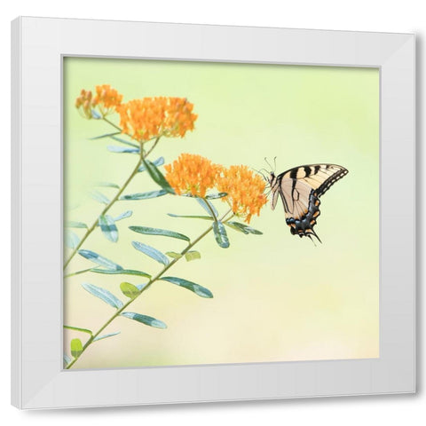Butterfly Portrait III White Modern Wood Framed Art Print by PHBurchett