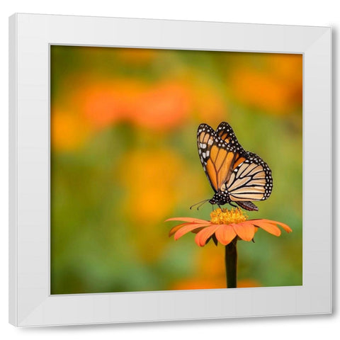 Butterfly Portrait IV White Modern Wood Framed Art Print by PHBurchett