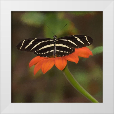 Butterfly Portrait VII White Modern Wood Framed Art Print by PHBurchett