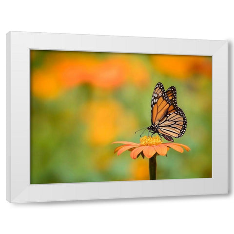 Butterfly Portrait IX White Modern Wood Framed Art Print by PHBurchett