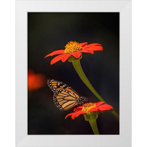 Butterfly Portrait X White Modern Wood Framed Art Print by PHBurchett