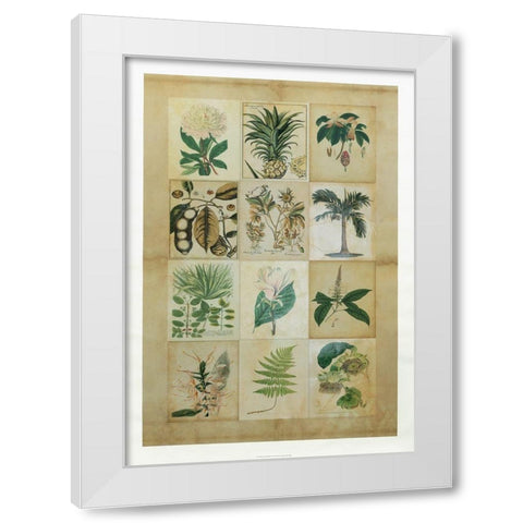 Botanical Sampler II White Modern Wood Framed Art Print by Vision Studio