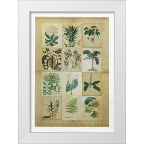 Botanical Sampler II White Modern Wood Framed Art Print by Vision Studio