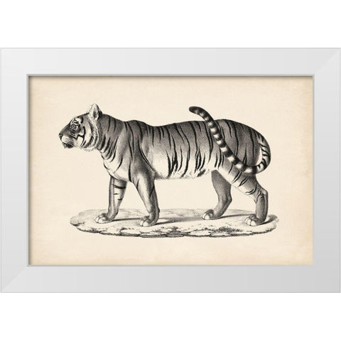 Brodtmann Male Tiger White Modern Wood Framed Art Print by Brodtmann