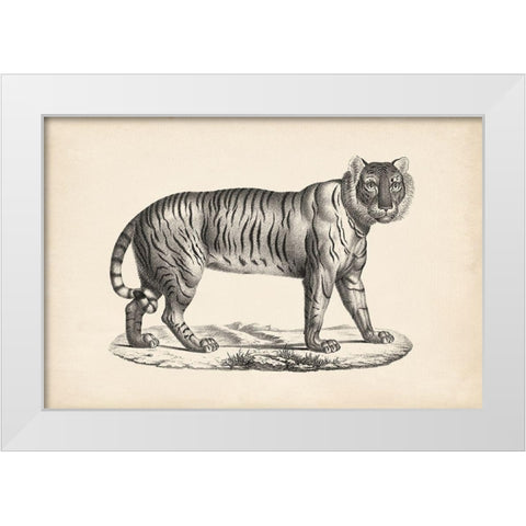 Brodtmann Female Tiger White Modern Wood Framed Art Print by Brodtmann