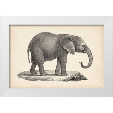 Brodtmann Young Elephant White Modern Wood Framed Art Print by Brodtmann