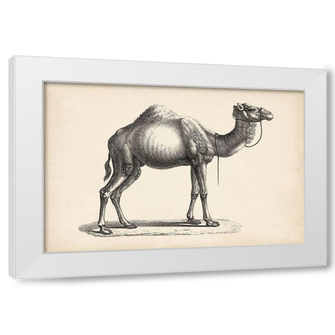 Brodtmann Dromedary White Modern Wood Framed Art Print by Brodtmann