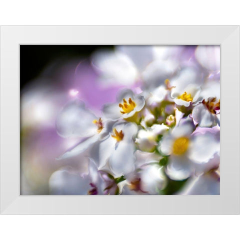Jewels of the Enchanted Forest II White Modern Wood Framed Art Print by Hunt, Gillian