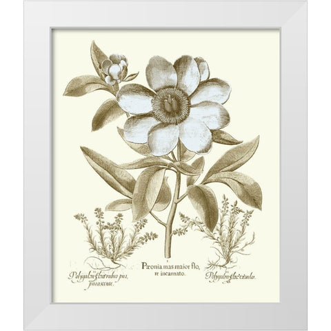 Spa Peonies I White Modern Wood Framed Art Print by Besler, Basilius