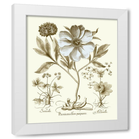 Spa Peonies II White Modern Wood Framed Art Print by Besler, Basilius