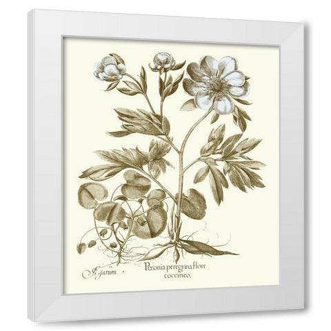 Spa Peonies III White Modern Wood Framed Art Print by Besler, Basilius