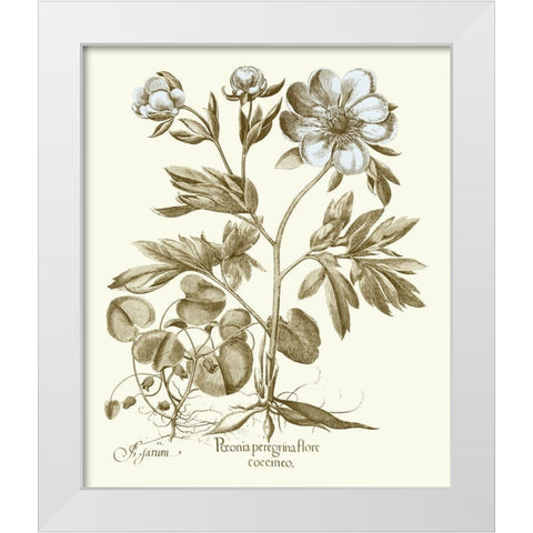 Spa Peonies III White Modern Wood Framed Art Print by Besler, Basilius