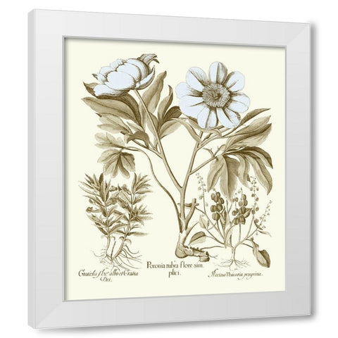 Spa Peonies IV White Modern Wood Framed Art Print by Besler, Basilius