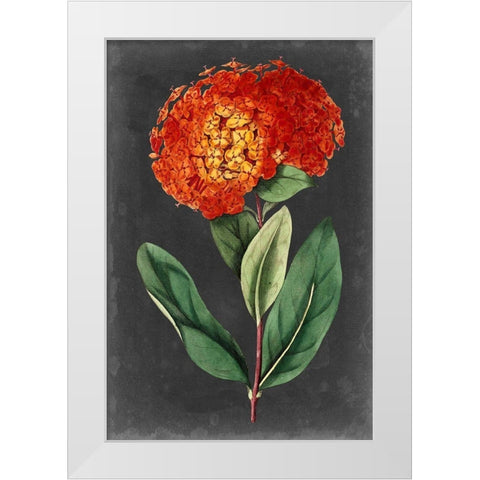 Dramatic Floral II White Modern Wood Framed Art Print by Curtis