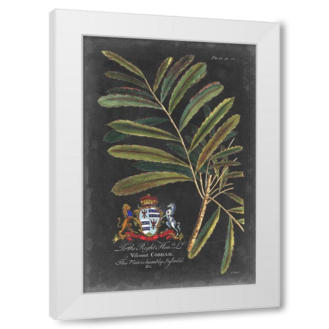 Dramatic Royal Botanical III White Modern Wood Framed Art Print by Ehret, George